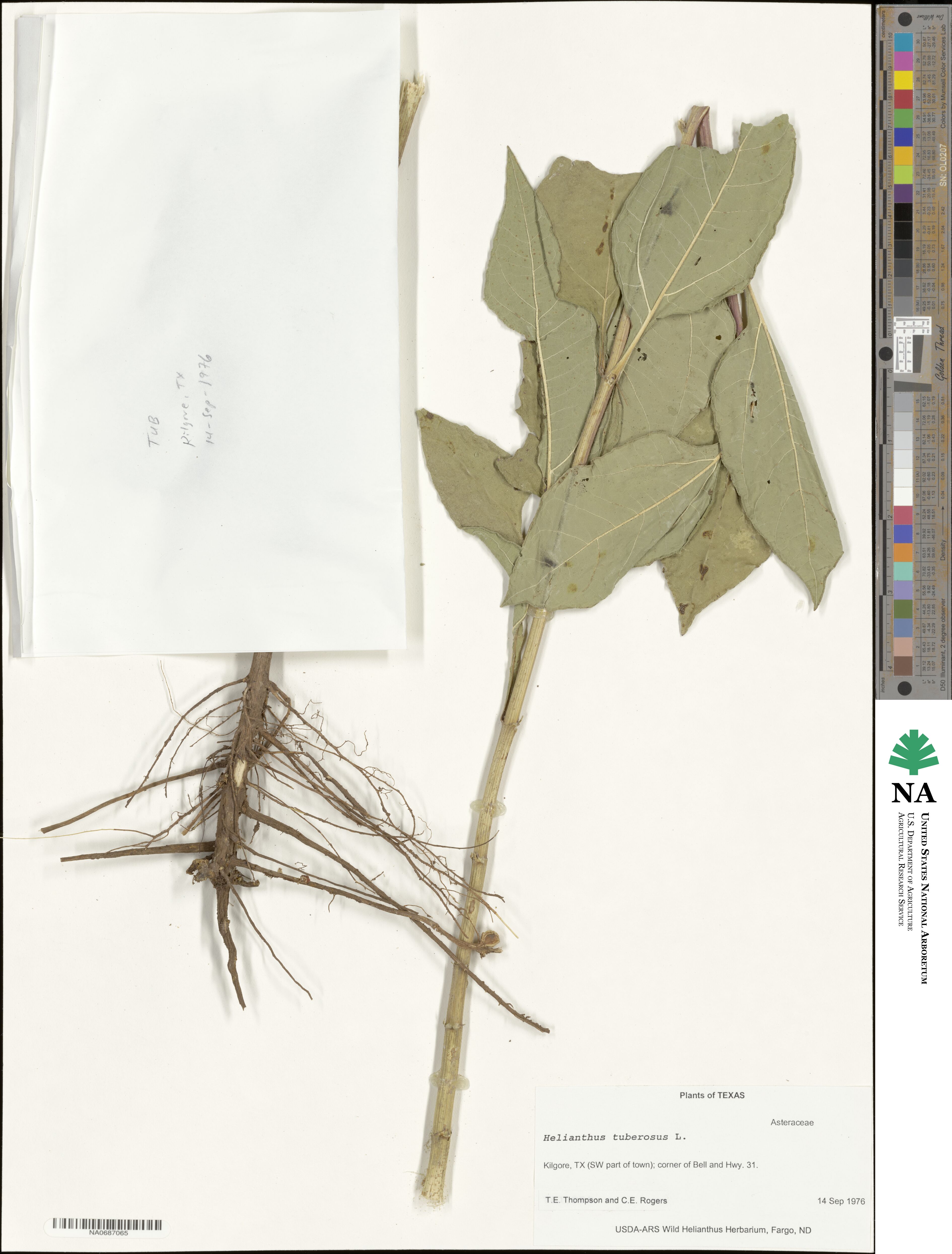 Helianthus tuberosus image