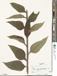 Helianthus resinosus image