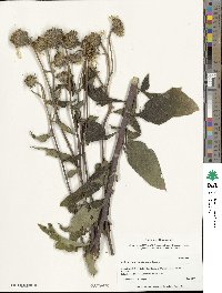 Helianthus resinosus image