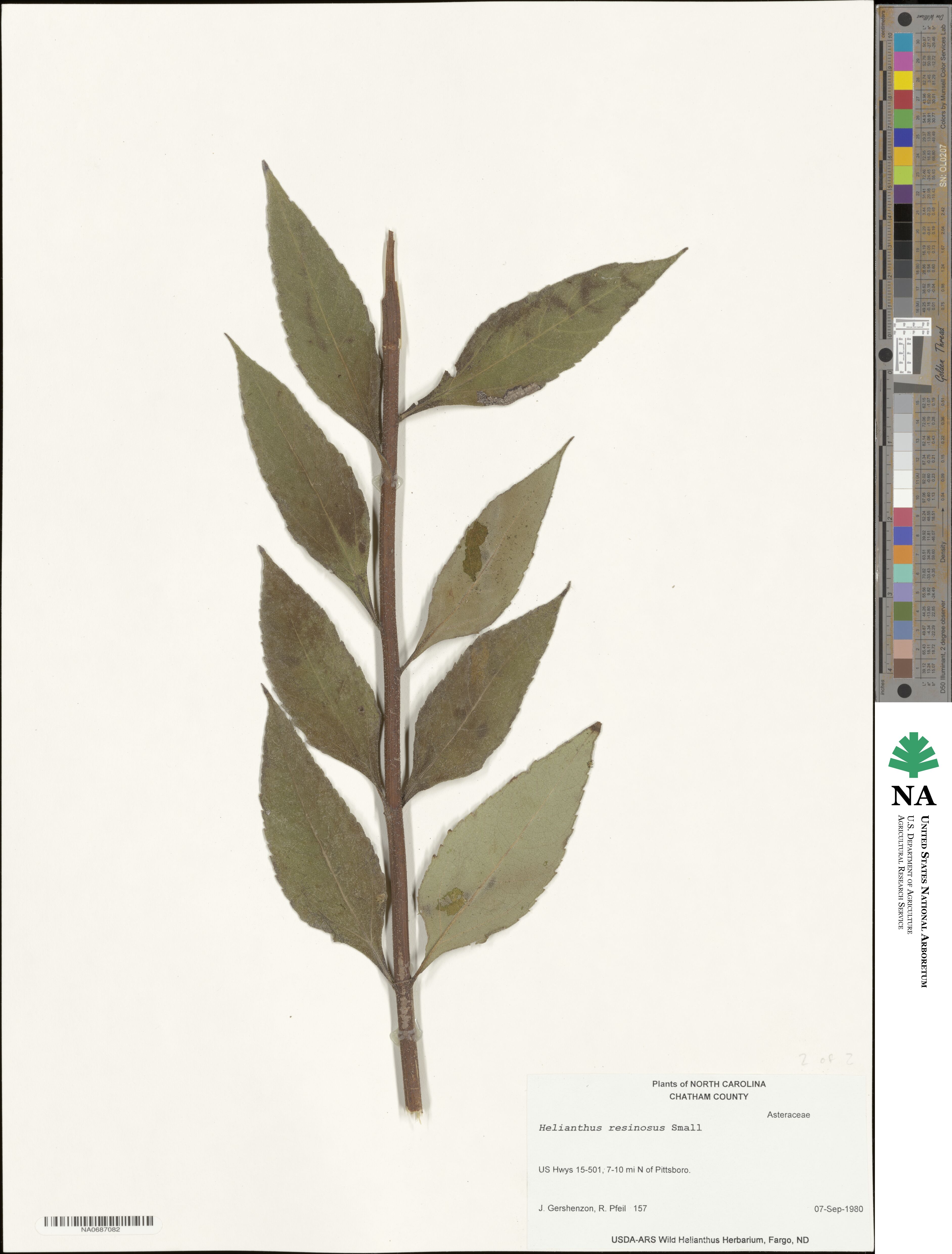 Helianthus resinosus image