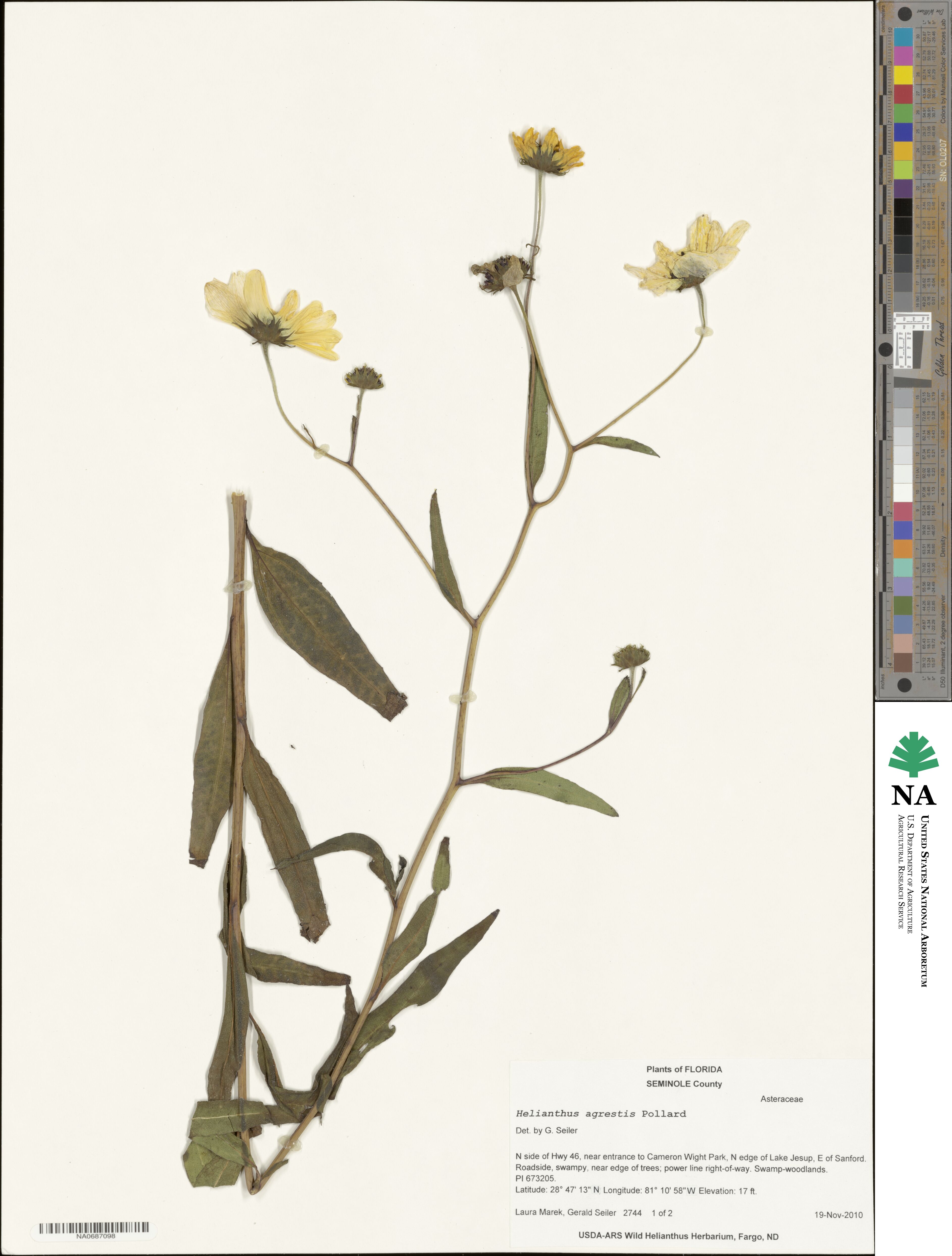 Helianthus agrestis image