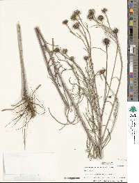 Helianthus salicifolius image