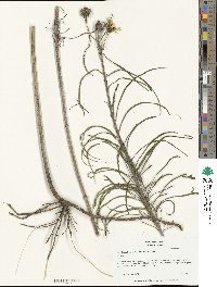 Helianthus salicifolius image