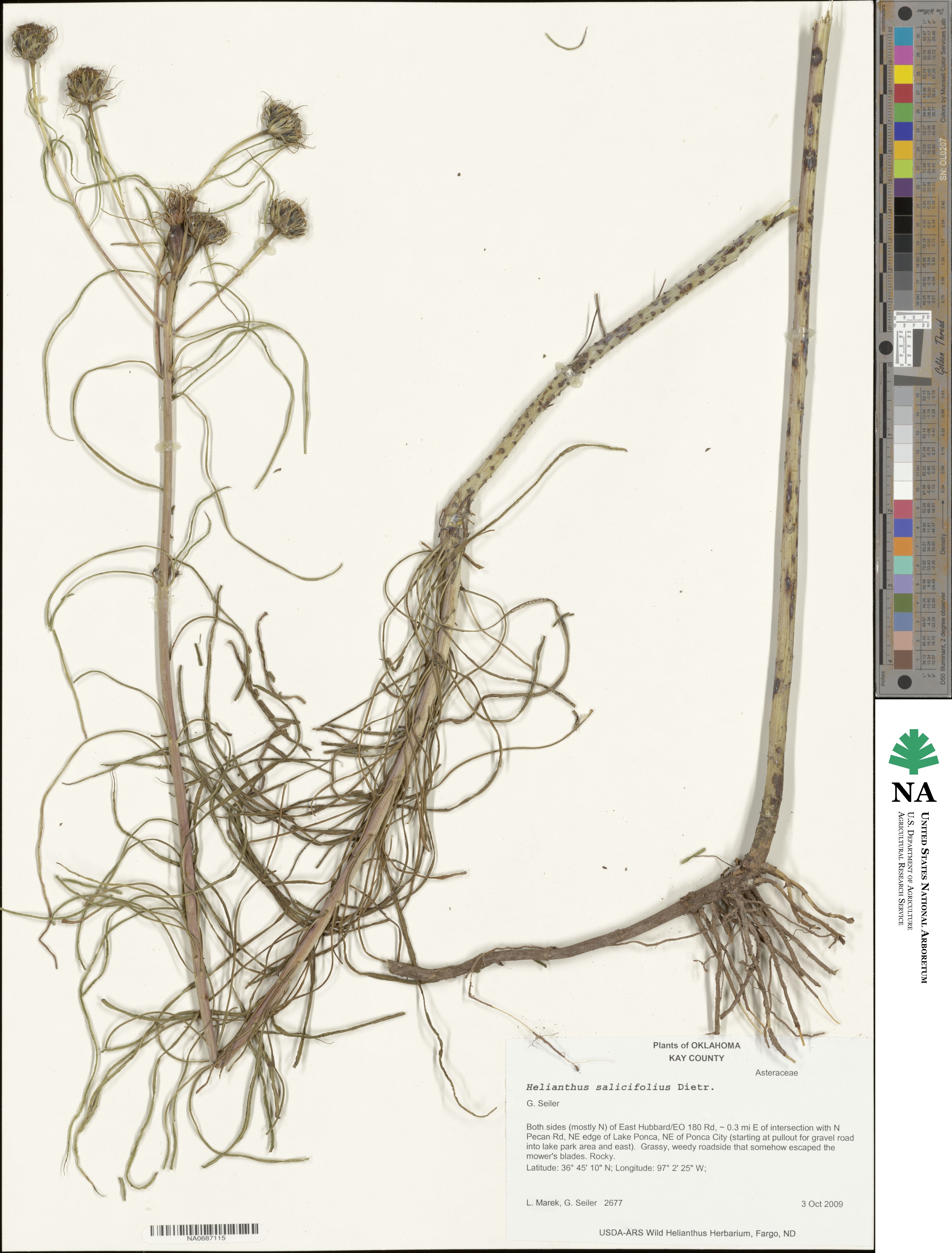 Helianthus salicifolius image