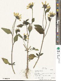 Helianthus annuus image