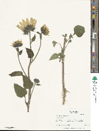 Helianthus annuus image