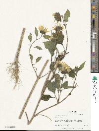 Helianthus annuus image