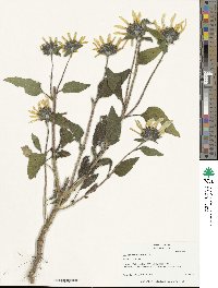 Helianthus annuus image