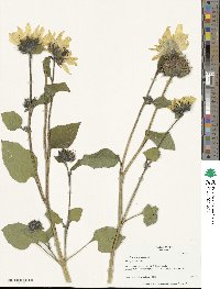 Helianthus annuus image