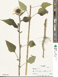 Helianthus annuus image