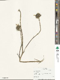 Helianthus annuus image