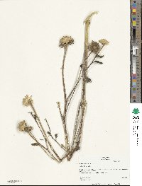 Helianthus annuus image