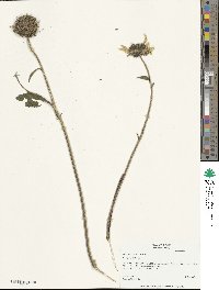 Helianthus annuus image