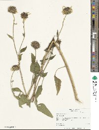 Helianthus annuus image