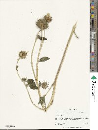 Helianthus annuus image