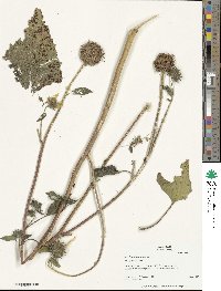 Helianthus annuus image