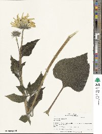 Helianthus annuus image