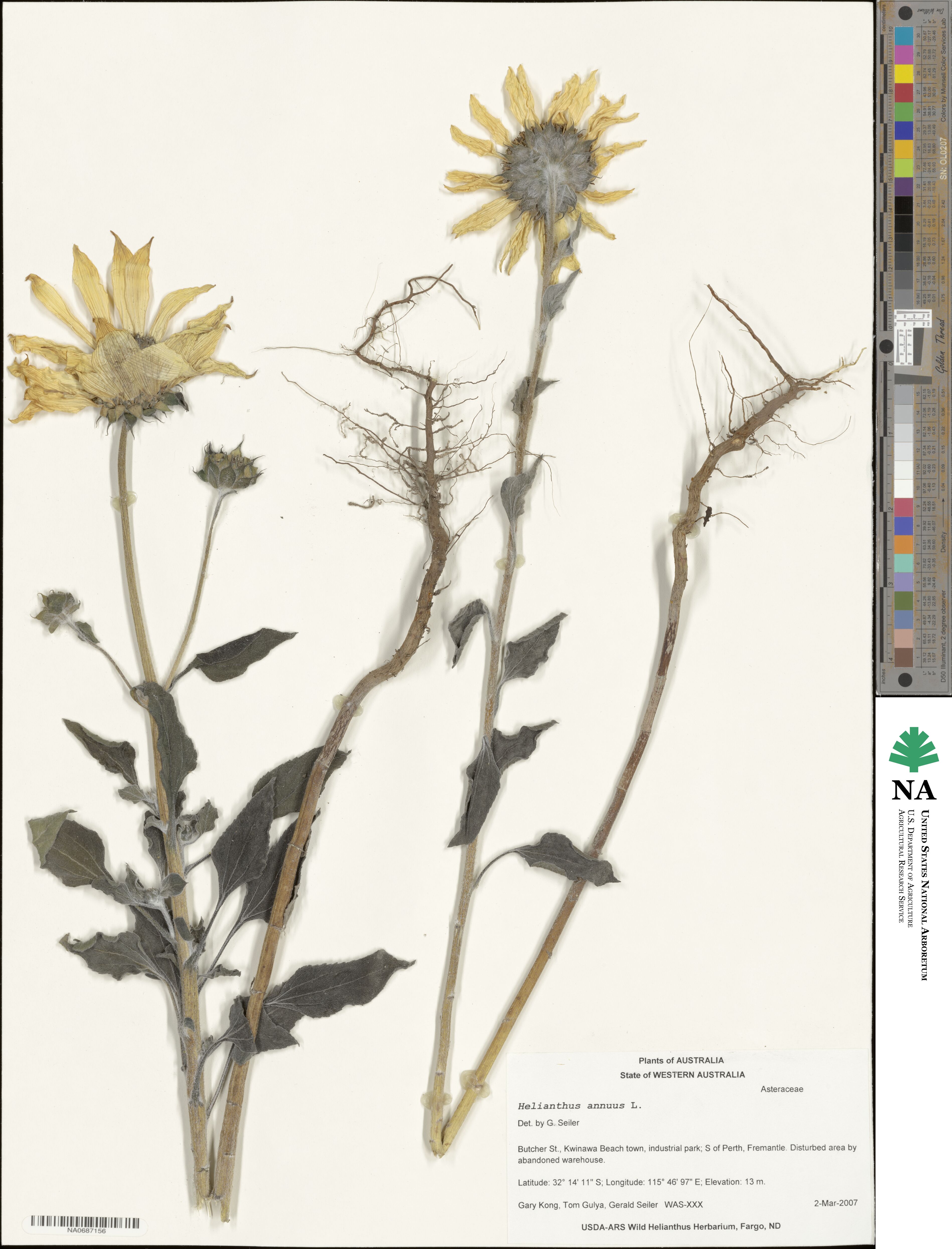 Helianthus annuus image