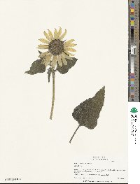 Helianthus annuus image