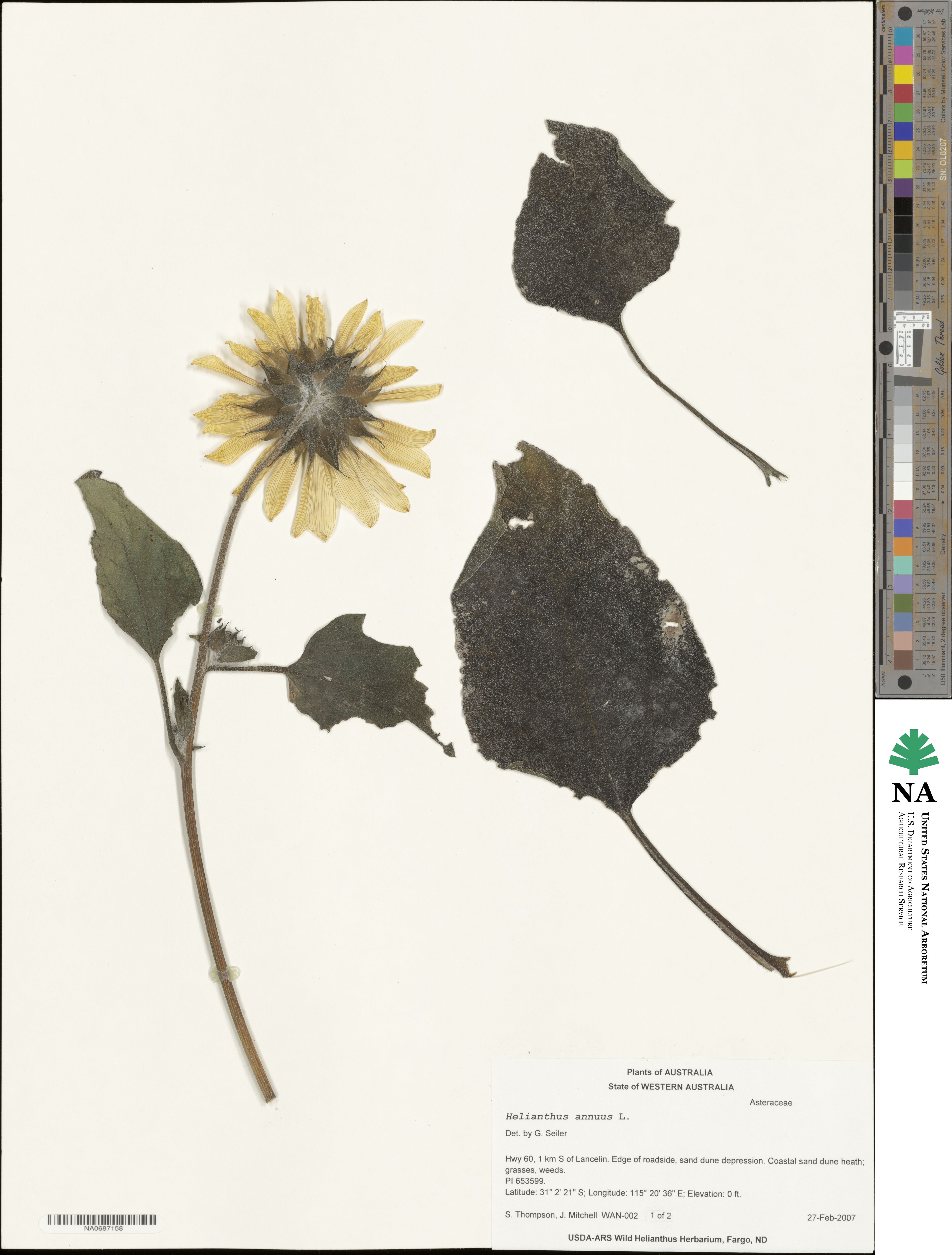 Helianthus annuus image