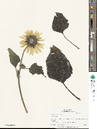 Helianthus annuus image