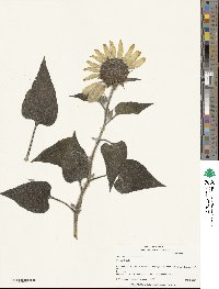 Helianthus annuus image