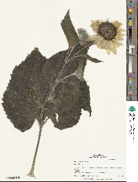 Helianthus annuus image