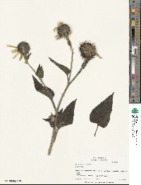 Helianthus annuus image