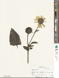 Helianthus annuus image