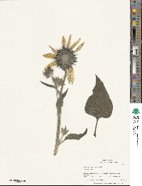 Helianthus annuus image