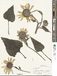 Helianthus annuus image