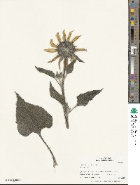 Helianthus annuus image