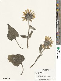 Helianthus annuus image