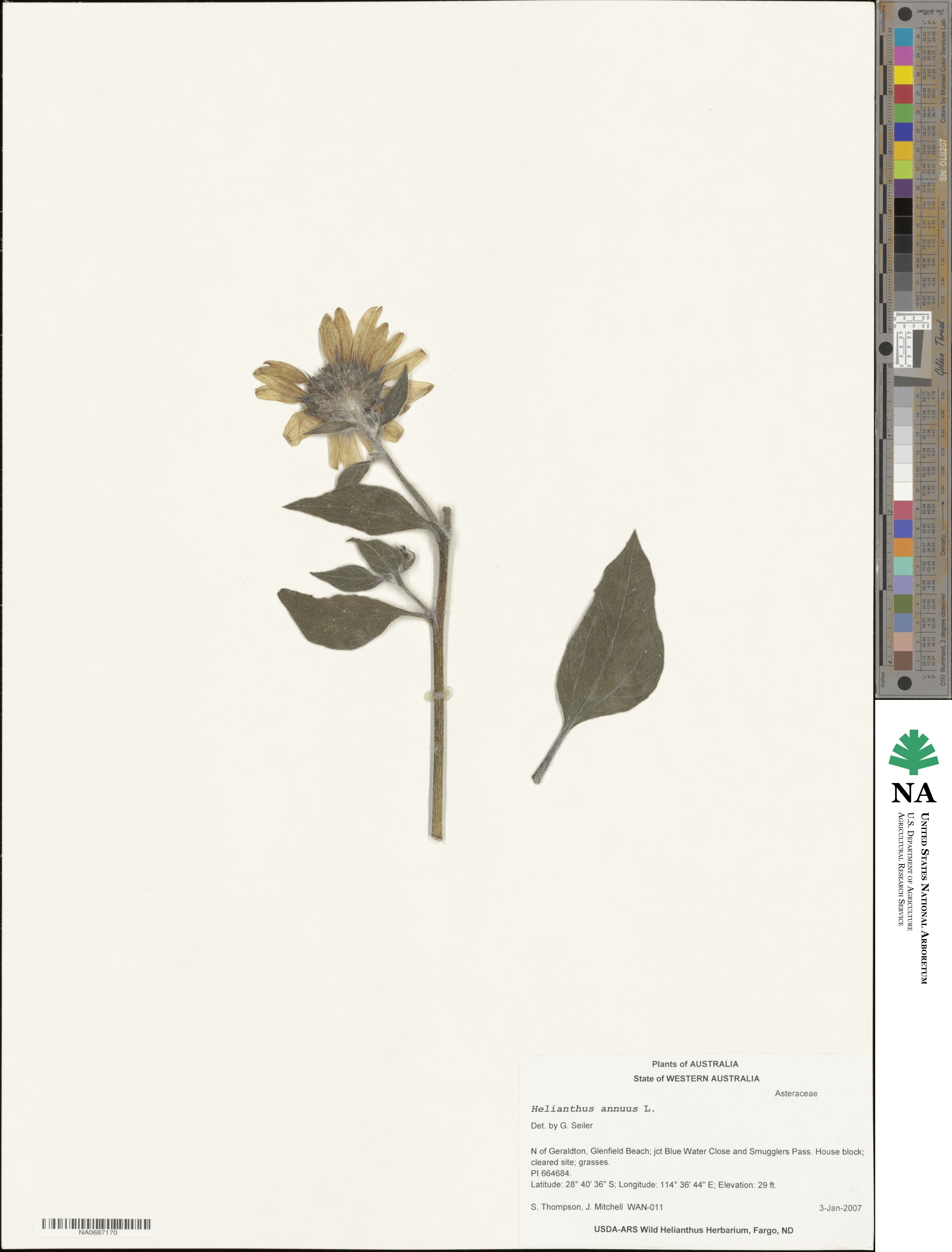 Helianthus annuus image