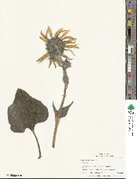 Helianthus annuus image