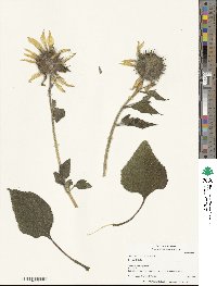 Helianthus annuus image