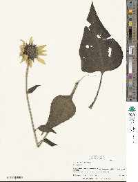 Helianthus annuus image