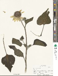 Helianthus annuus image