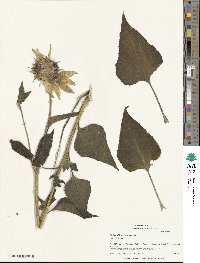 Helianthus annuus image