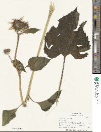 Helianthus annuus image