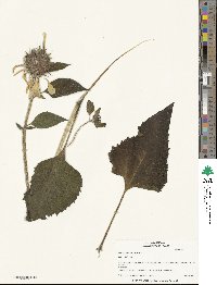 Helianthus annuus image