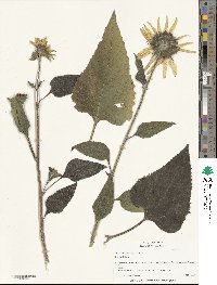 Helianthus annuus image