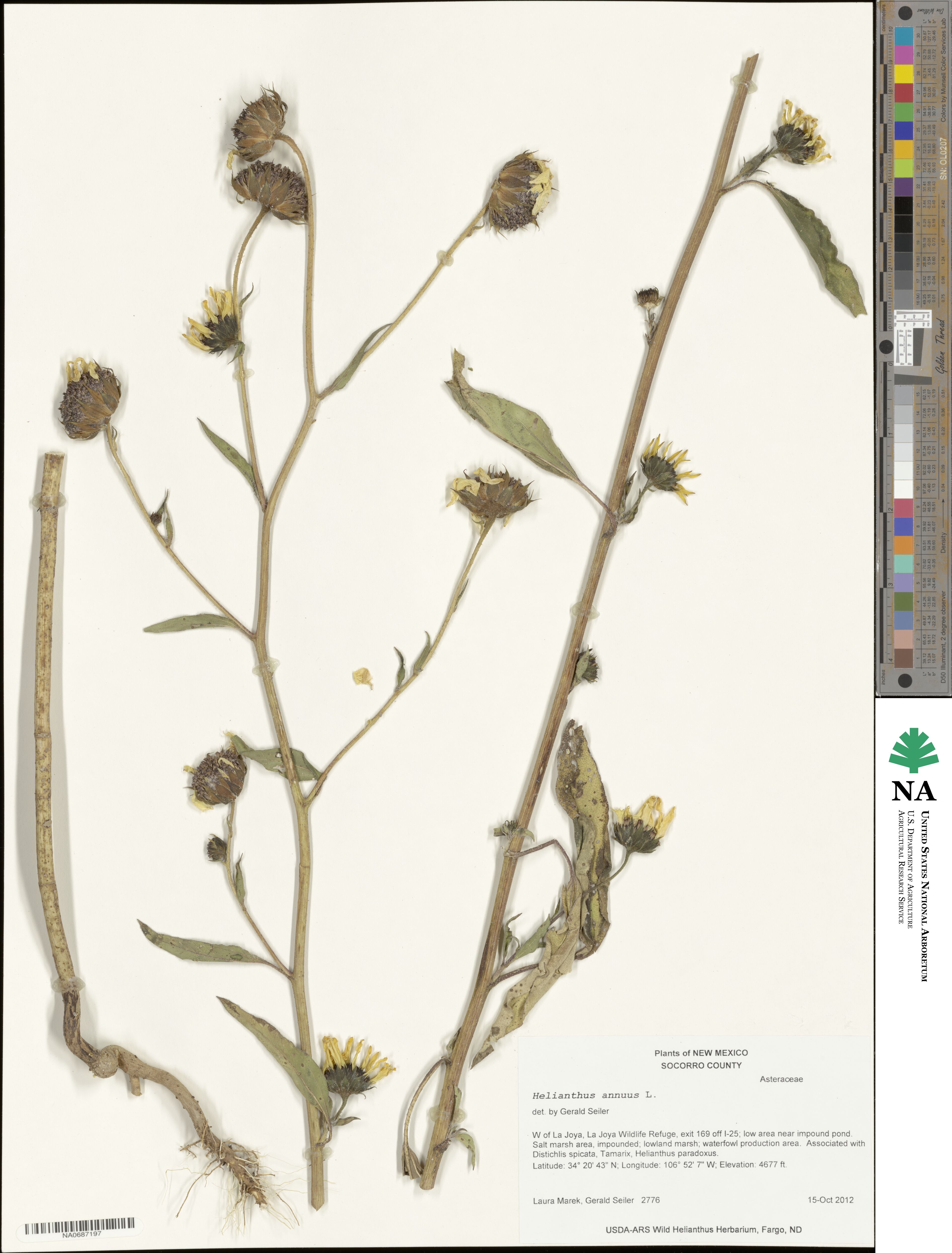 Helianthus annuus image