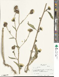 Helianthus annuus image