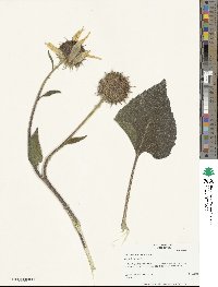 Helianthus annuus image