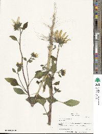 Helianthus annuus image