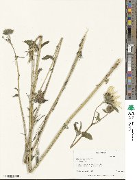 Helianthus annuus image