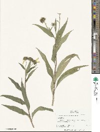 Helianthus grosseserratus image