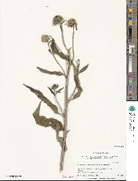 Helianthus grosseserratus image