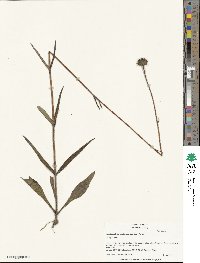 Helianthus heterophyllus image